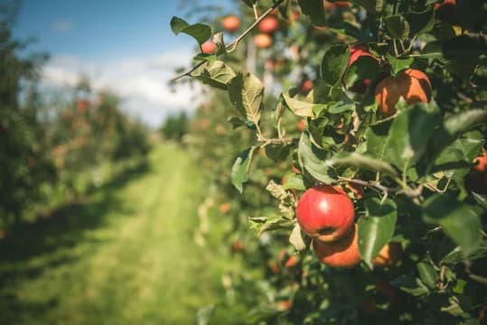 Apple Orchard